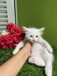 Clairé’s Kitten - Domestic Long Hair Cat