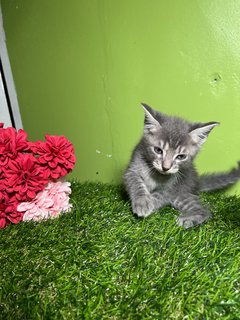 Clairé’s Kitten - Domestic Long Hair Cat