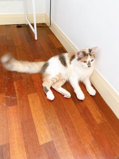 Mimi - Domestic Long Hair Cat