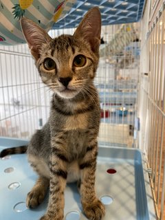 Rainbow - Domestic Medium Hair Cat