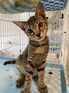 Rainbow - Domestic Medium Hair Cat