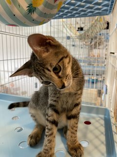 Rainbow - Domestic Medium Hair Cat