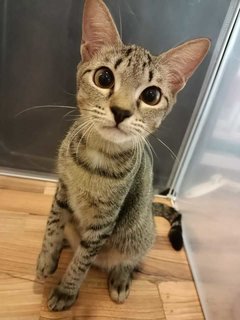 Rainbow - Domestic Medium Hair Cat