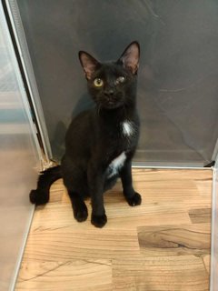 Raisin - Domestic Medium Hair Cat