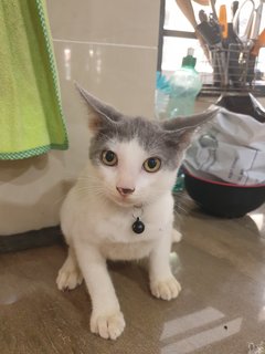 Little White - Domestic Short Hair Cat