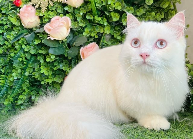 S - Persian Cat