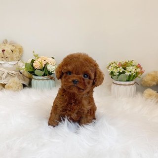 PF117207 - Poodle Dog