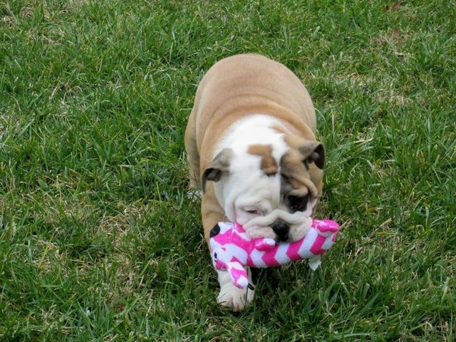 PF117209 - English Bulldog Dog