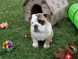 PF117209 - English Bulldog Dog