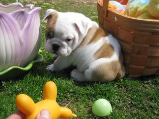 PF117209 - English Bulldog Dog