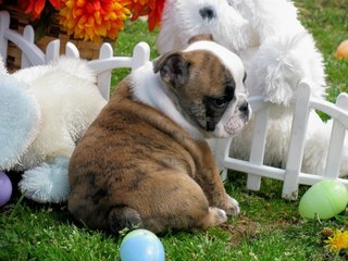 PF117209 - English Bulldog Dog