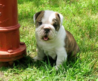 PF117209 - English Bulldog Dog