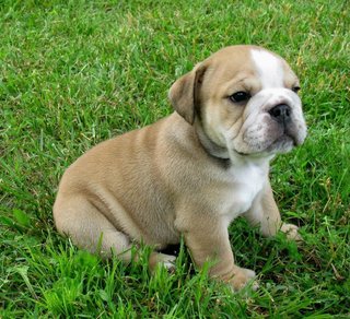 PF117209 - English Bulldog Dog