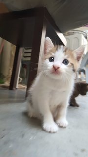 Caramel Latte - Domestic Short Hair + Calico Cat