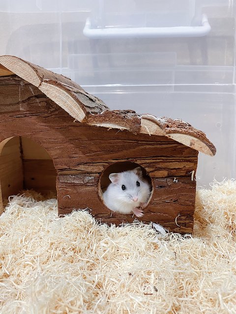 Mochi And The Gang - Common Hamster Hamster