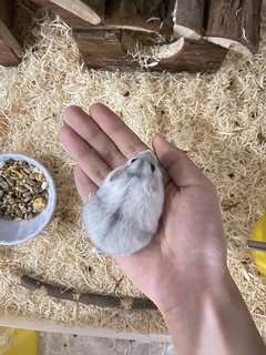 Mochi And The Gang - Common Hamster Hamster