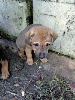 Ruby, Rosy, Rexy - Mixed Breed Dog