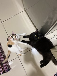 Miko&amp;nami - Persian + Domestic Short Hair Cat