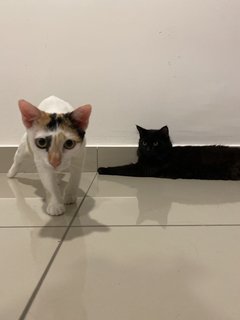 Miko&amp;nami - Persian + Domestic Short Hair Cat