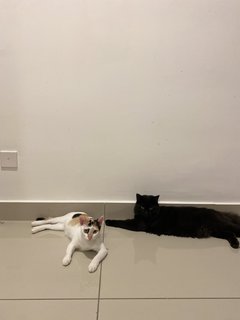 Miko&amp;nami - Persian + Domestic Short Hair Cat