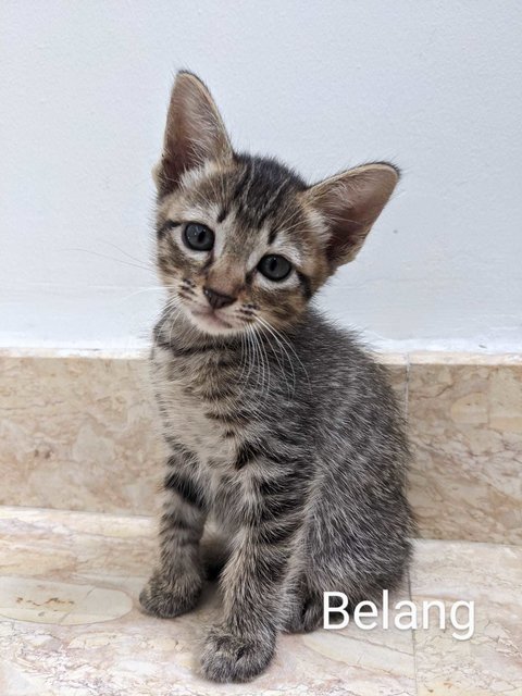 ⭐ Belang - Domestic Short Hair Cat