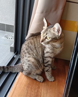 Cleopatra  - Domestic Short Hair Cat