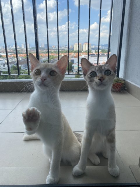 Creamie And Cookie - Domestic Short Hair Cat