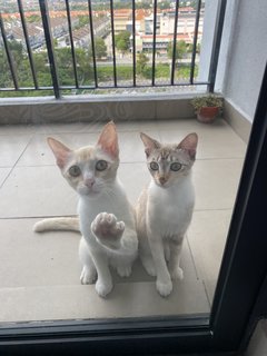 Creamie And Cookie - Domestic Short Hair Cat