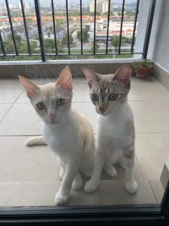 Creamie And Cookie - Domestic Short Hair Cat