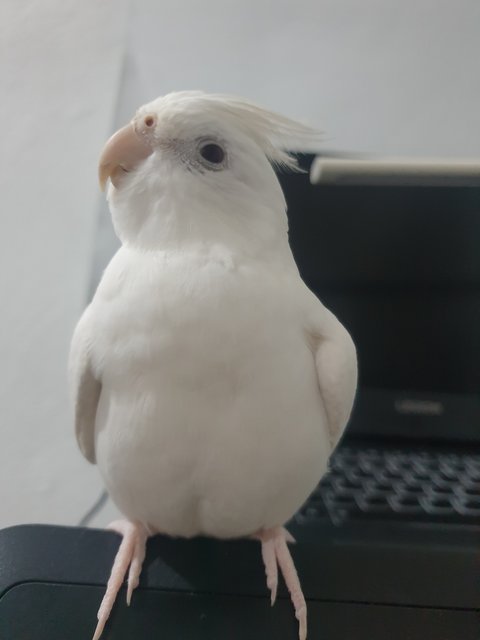 Mochi - Cockatiel Bird