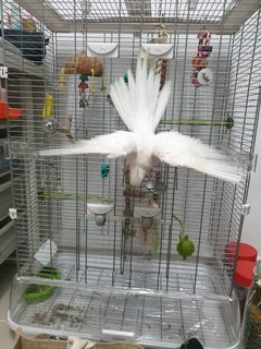 Mochi - Cockatiel Bird