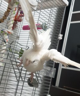 Mochi - Cockatiel Bird