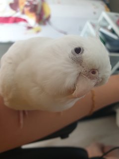 Mochi - Cockatiel Bird