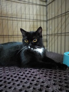 Ivy - British Shorthair + Tuxedo Cat