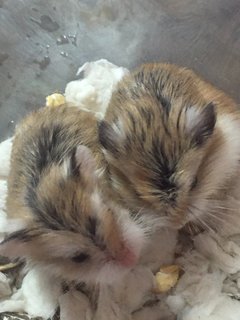 Mochi &amp; Nugget - Roborovsky's Hamster Hamster