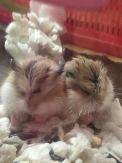 Mochi &amp; Nugget - Roborovsky's Hamster Hamster