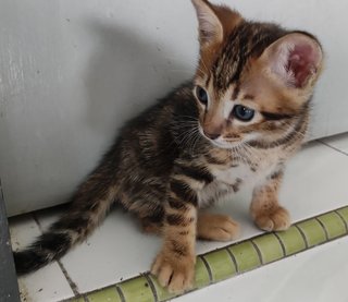 Hershey - Domestic Short Hair + Bengal Cat