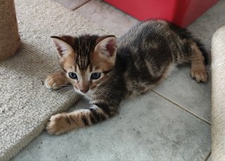 Hershey - Domestic Short Hair + Bengal Cat