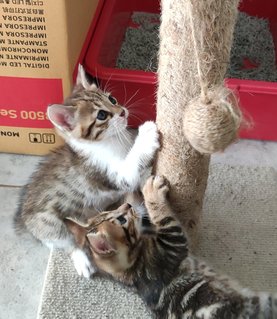 Hershey - Domestic Short Hair + Bengal Cat