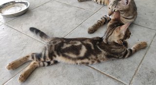 Hershey - Domestic Short Hair + Bengal Cat