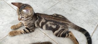 Hershey - Domestic Short Hair + Bengal Cat