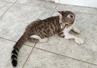 Kitkat - Domestic Short Hair + Bengal Cat