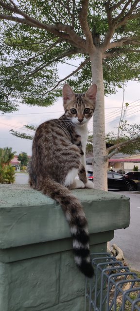 Kitkat - Domestic Short Hair + Bengal Cat