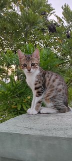 Kitkat - Domestic Short Hair + Bengal Cat