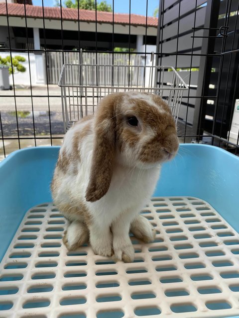 Bobby Boy - Holland Lop Rabbit