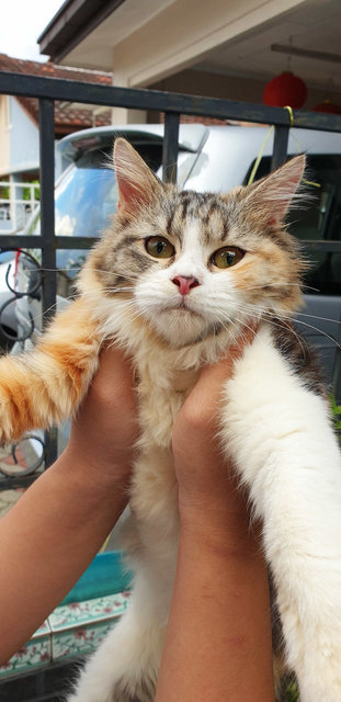 Loves Cuddles  - Persian + Ragdoll Cat