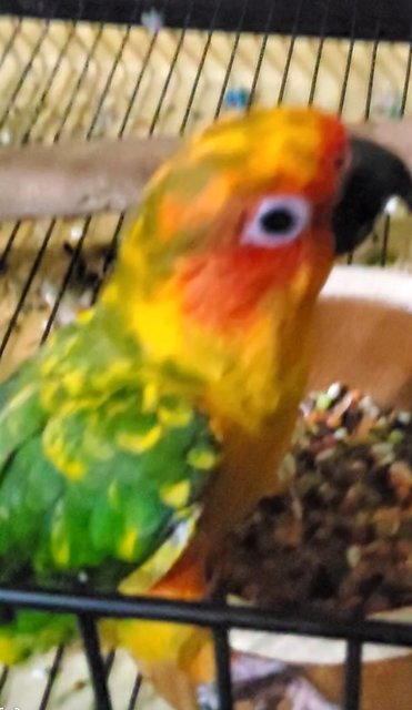 PF117276 - Conure Bird