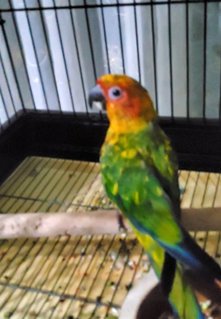 PF117276 - Conure Bird