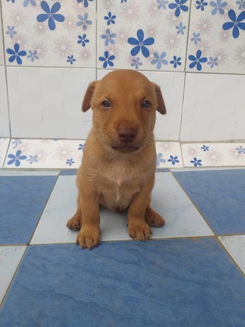 Rocky  - Mixed Breed Dog