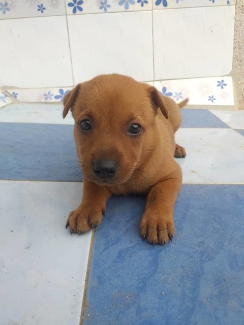 Blue  - Mixed Breed Dog